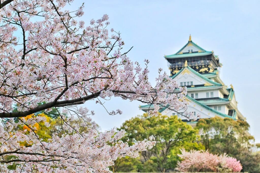Japan Osaka Cherry Blossom Tree