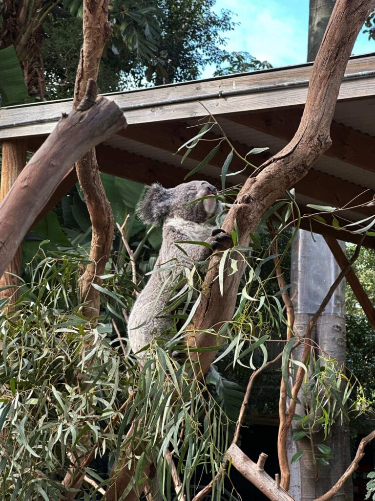 翎羽谷野生动物园攻略:如何近距離接觸澳洲萌寵 Australia Sydney Featherdale Wildlife Park 11