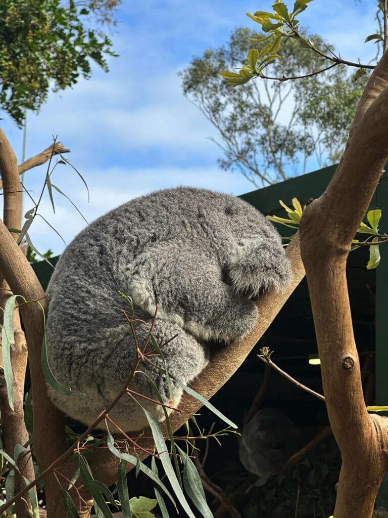 翎羽谷野生动物园攻略:如何近距離接觸澳洲萌寵 Australia Sydney Featherdale Wildlife Park 14