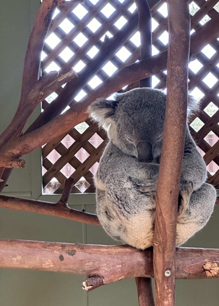 翎羽谷野生动物园攻略:如何近距離接觸澳洲萌寵 Australia Sydney Featherdale Wildlife Park 15