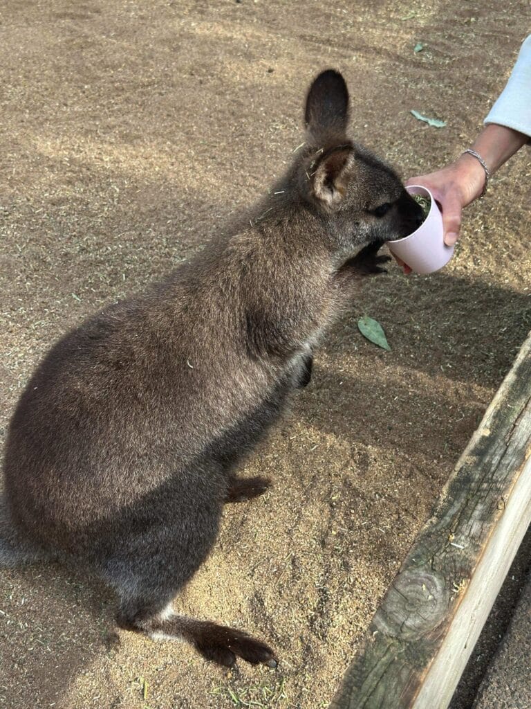翎羽谷野生动物园攻略:如何近距離接觸澳洲萌寵 Australia Sydney Featherdale Wildlife Park 16