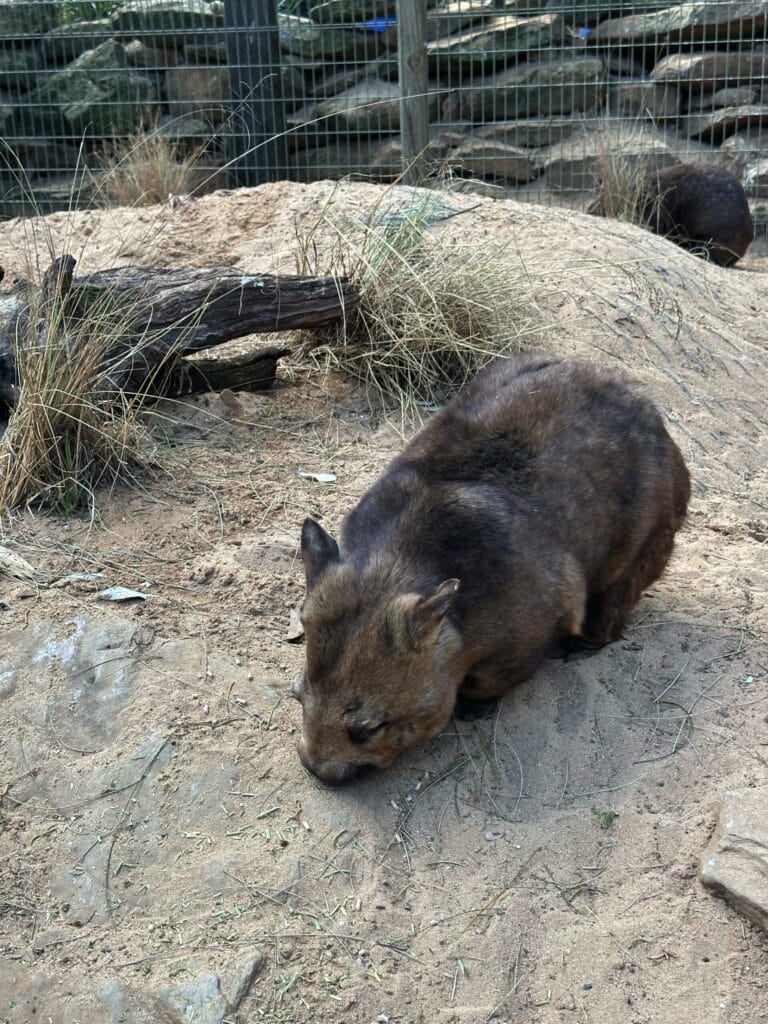 翎羽谷野生动物园攻略:如何近距離接觸澳洲萌寵 Australia Sydney Featherdale Wildlife Park 20