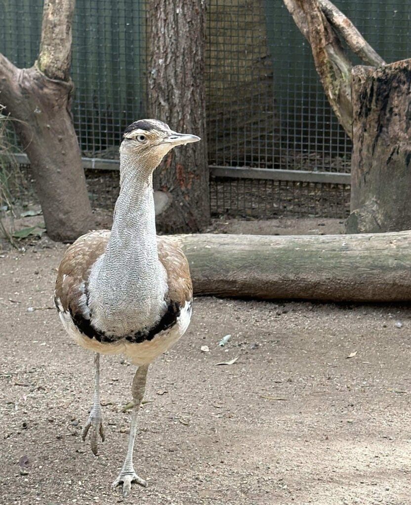 翎羽谷野生动物园攻略:如何近距離接觸澳洲萌寵 Australia Sydney Featherdale Wildlife Park 26