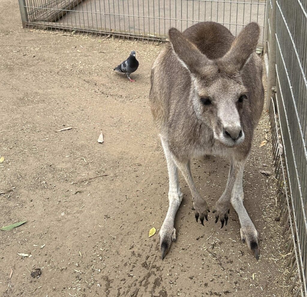 翎羽谷野生动物园攻略:如何近距離接觸澳洲萌寵 Australia Sydney Featherdale Wildlife Park 27