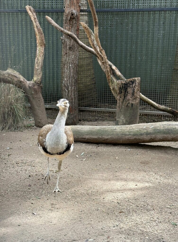 翎羽谷野生动物园攻略:如何近距離接觸澳洲萌寵 Australia Sydney Featherdale Wildlife Park 28