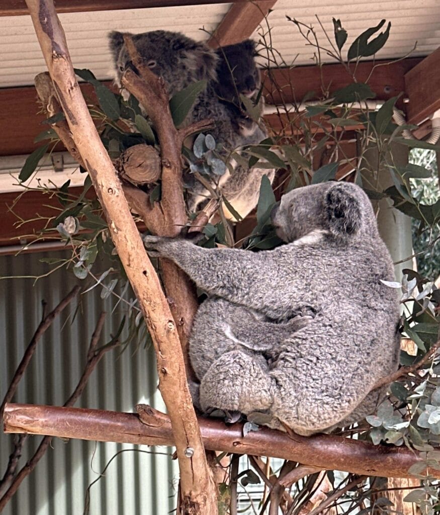 翎羽谷野生动物园攻略:如何近距離接觸澳洲萌寵 Australia Sydney Featherdale Wildlife Park 3