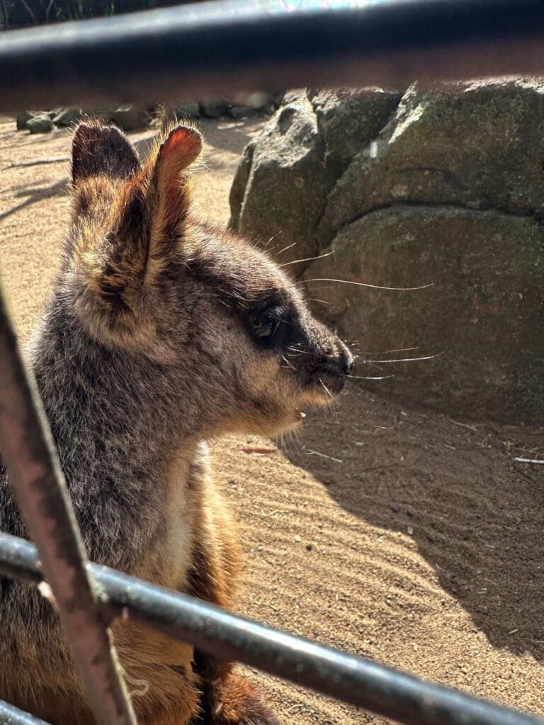 翎羽谷野生动物园攻略:如何近距離接觸澳洲萌寵 Australia Sydney Featherdale Wildlife Park 30