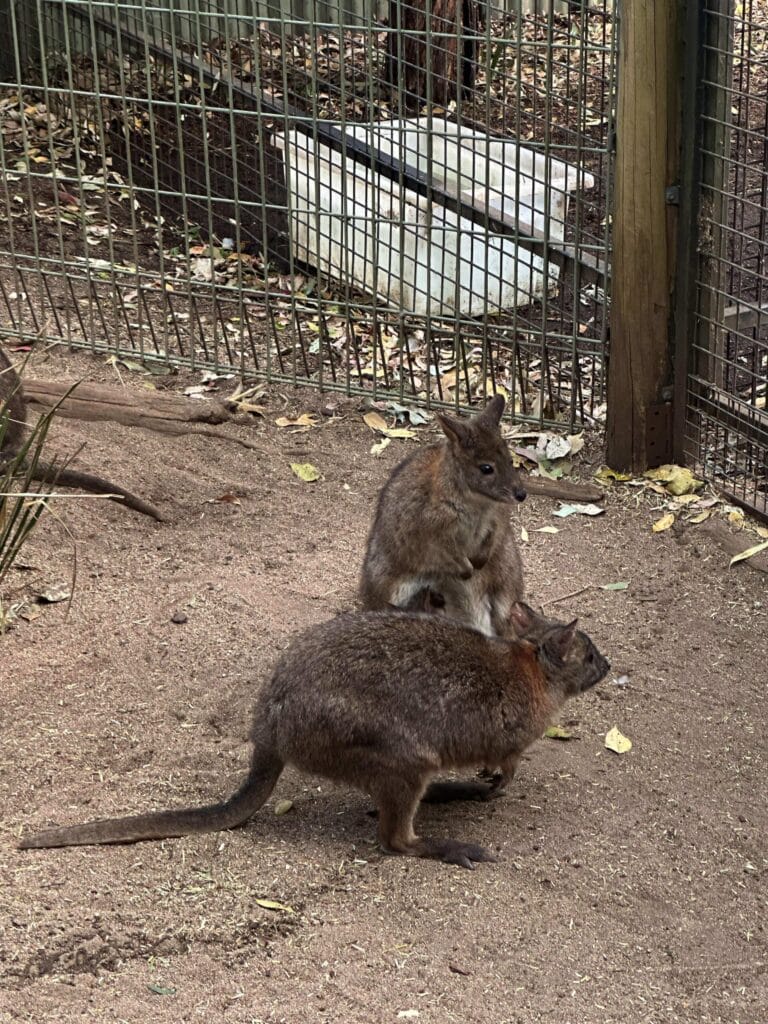 翎羽谷野生动物园攻略:如何近距離接觸澳洲萌寵 Australia Sydney Featherdale Wildlife Park 32