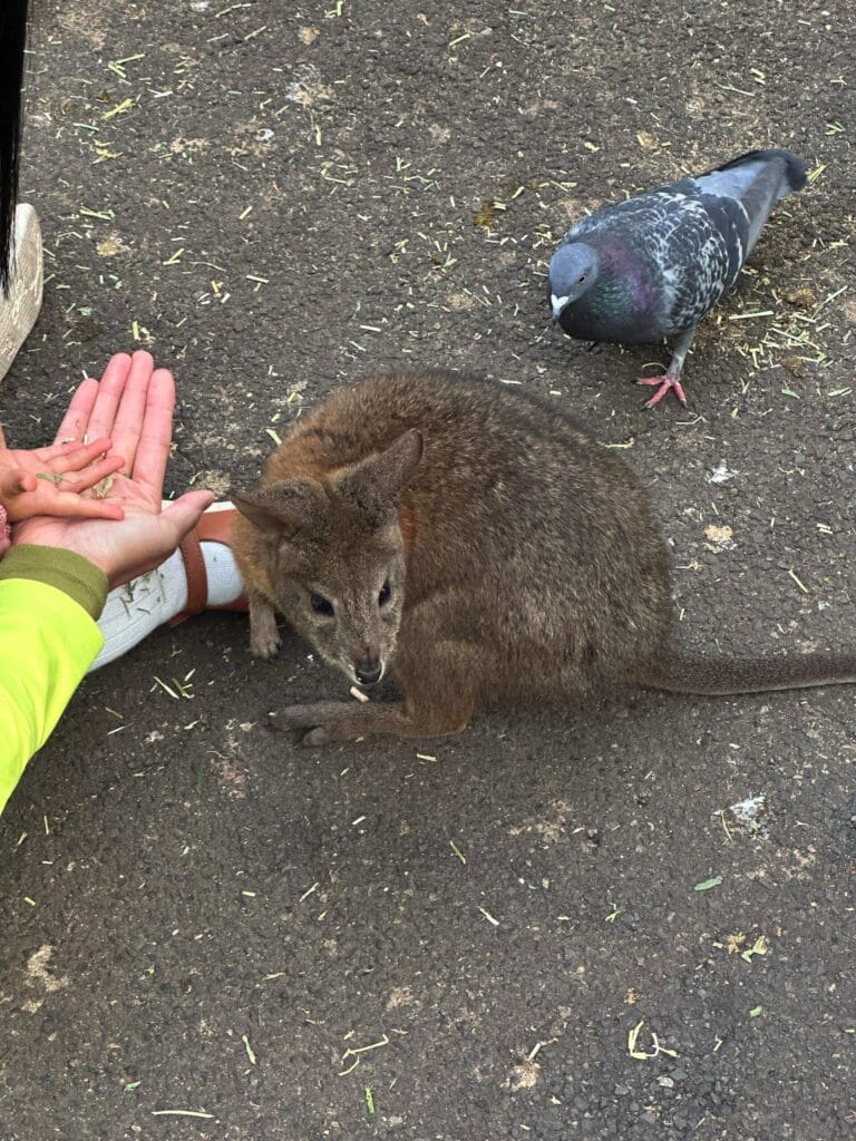 翎羽谷野生动物园攻略:如何近距離接觸澳洲萌寵 Australia Sydney Featherdale Wildlife Park 35