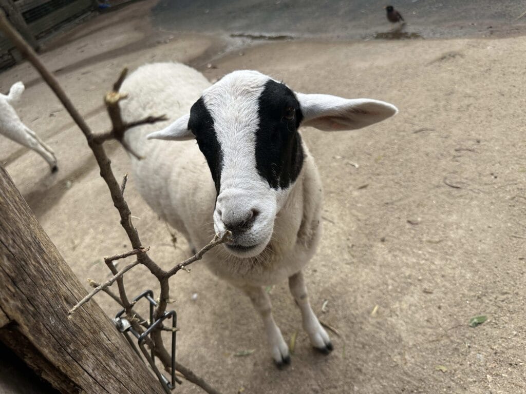 翎羽谷野生动物园攻略:如何近距離接觸澳洲萌寵 Australia Sydney Featherdale Wildlife Park 4