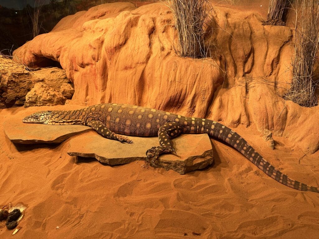 翎羽谷野生动物园攻略:如何近距離接觸澳洲萌寵 Australia Sydney Featherdale Wildlife Park 5