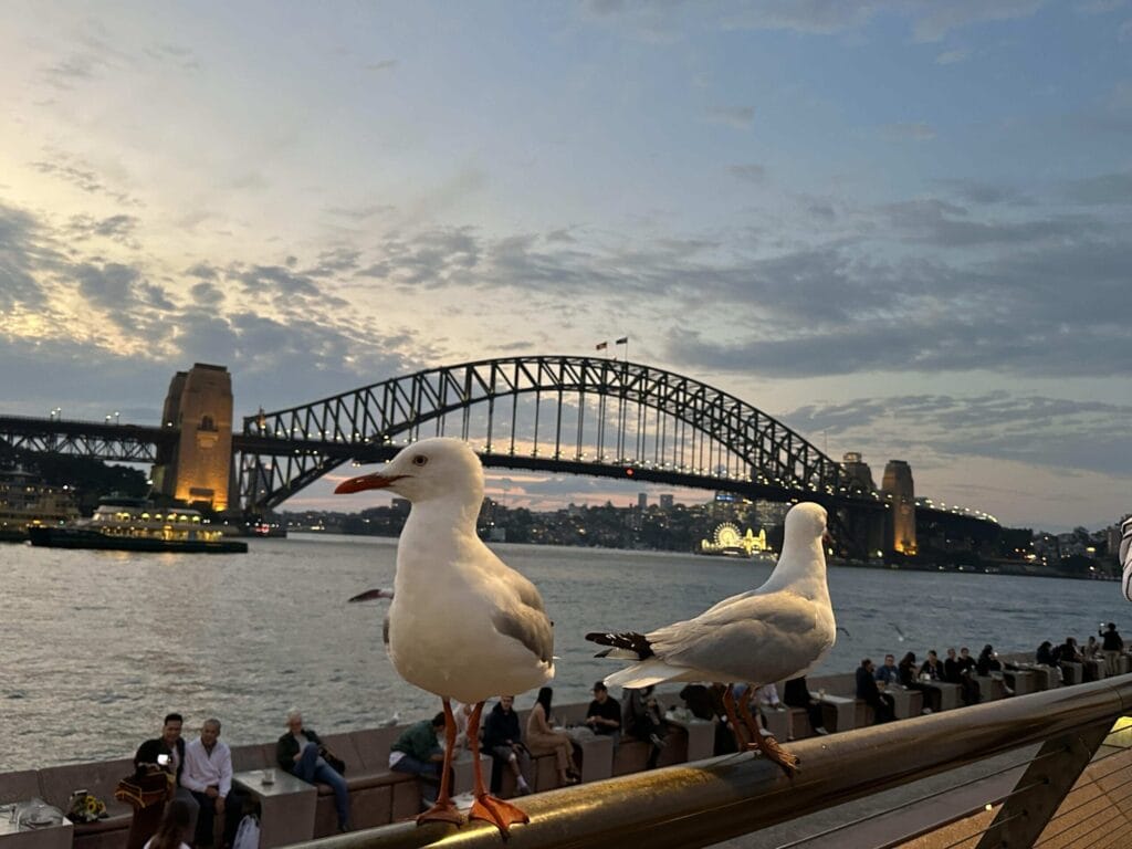 雪梨港灣大橋攀爬指南:最佳時間、價格及內部秘訣 Australia Sydney 24