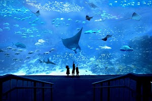 新加坡S.e.a.海洋館全攻略|S.e.a. Aquarium×深海奇觀打卡點 ChIJj 3Cq 0b2jERJv2MBkSVsPQ