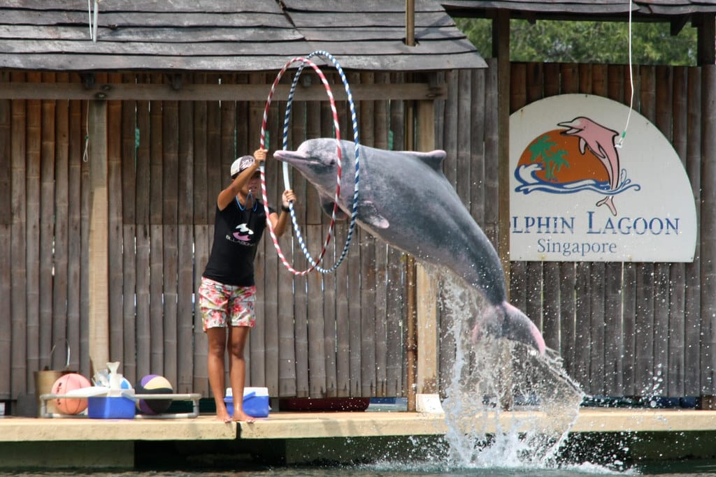 新加坡S.e.a.海洋館全攻略|S.e.a. Aquarium×深海奇觀打卡點 Dolphin Lagoon Sentosa Island
