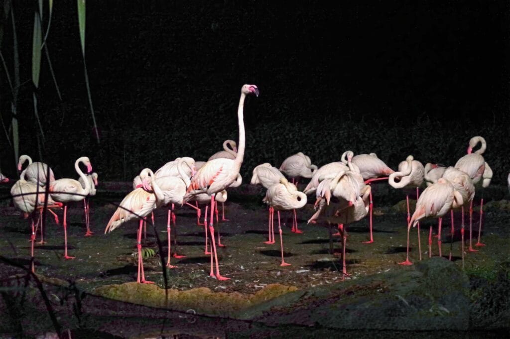 Night Safari Singapore Flamming bird
