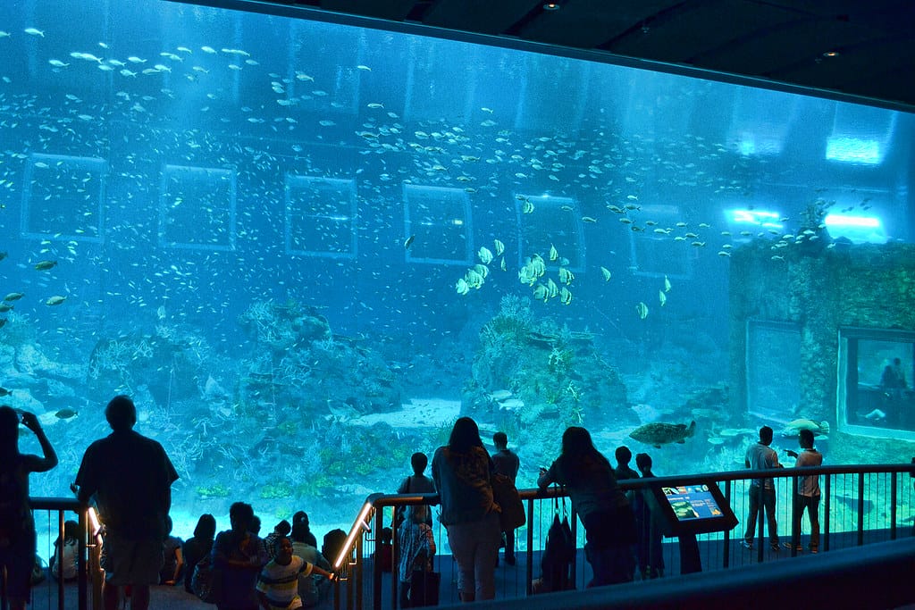 新加坡S.e.a.海洋館全攻略|S.e.a. Aquarium×深海奇觀打卡點 S.E.A. Aquarium 3