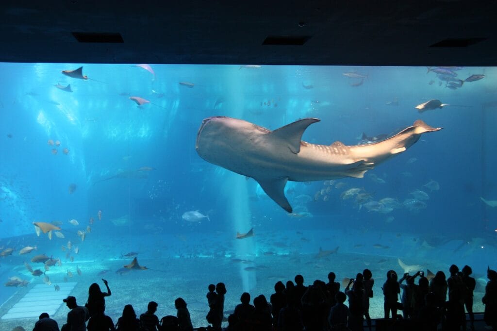 新加坡S.e.a.海洋館全攻略|S.e.a. Aquarium×深海奇觀打卡點 S.E.A. Aquarium whale