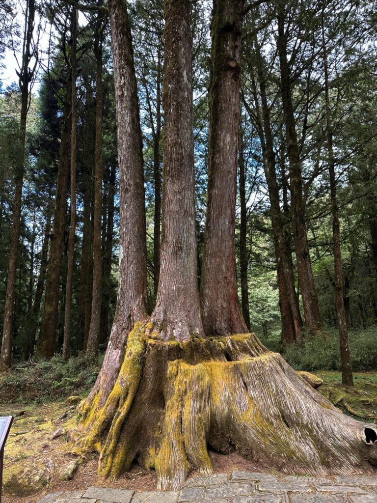 阿里山攻略 避開人潮、搶拍雲海日出,一篇搞定森林鐵路與住宿訂房 Taiwan Chiayi Alishan National Forest Recreation Area 阿里山國家森林遊樂區 12