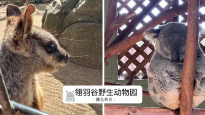 翎羽谷野生动物园攻略