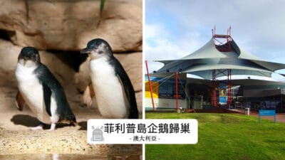 菲利普島企鵝歸巢