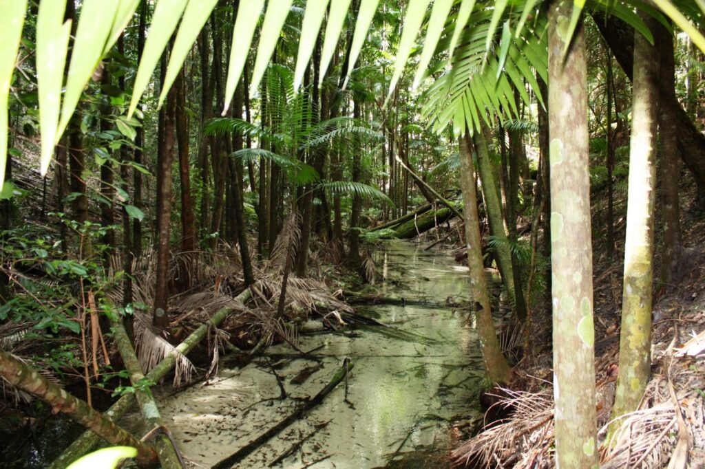 弗雷澤島 旅遊攻略:機票・住宿・景點・活動 A091 Fraser Island Ecosystem Wet Area on Sandy Island 5051661825