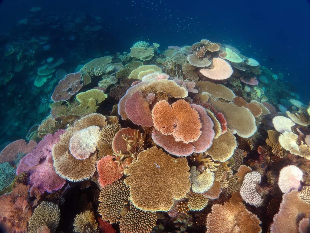 Great Barrier Reef 2 1