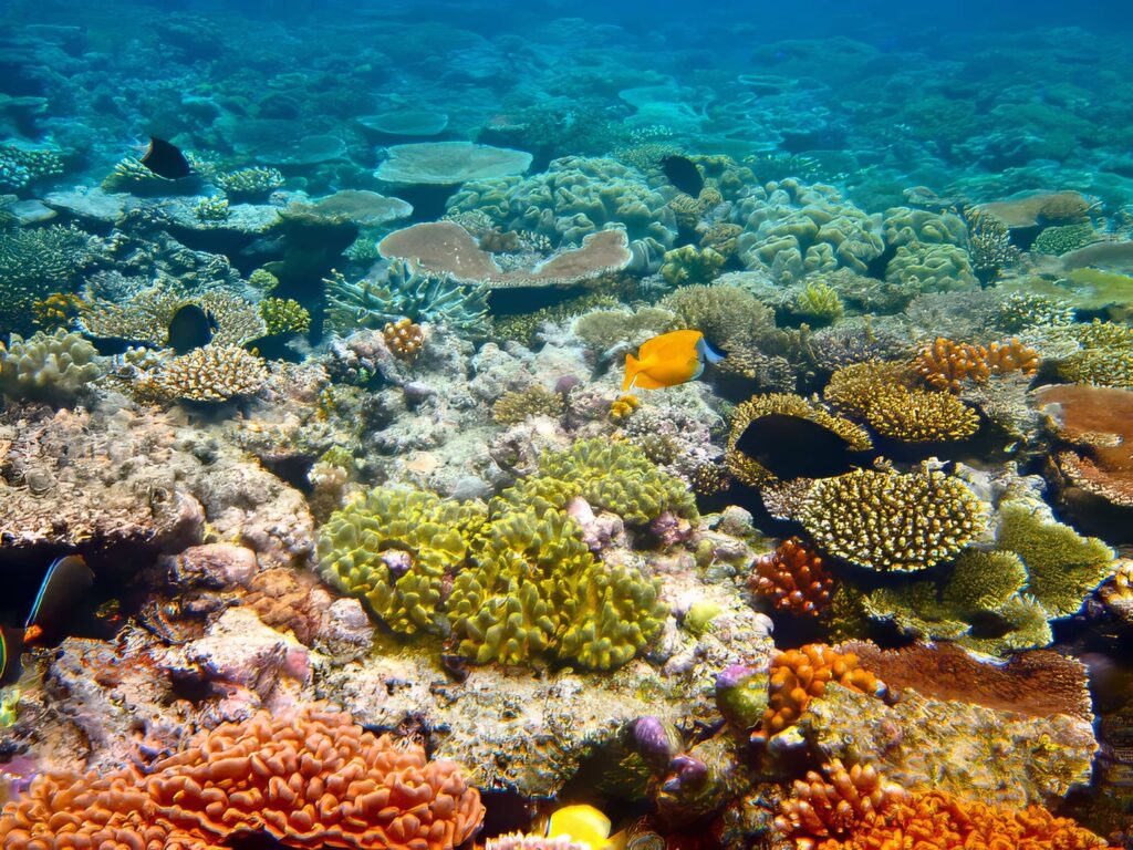 Great Barrier Reef 4