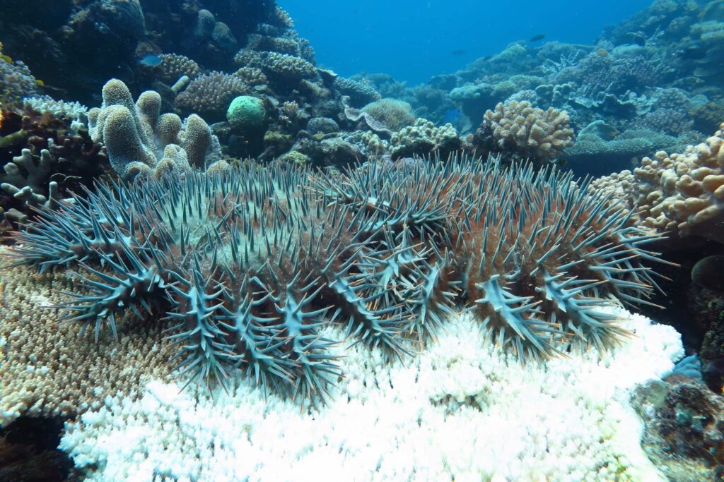 Great Barrier Reef 5
